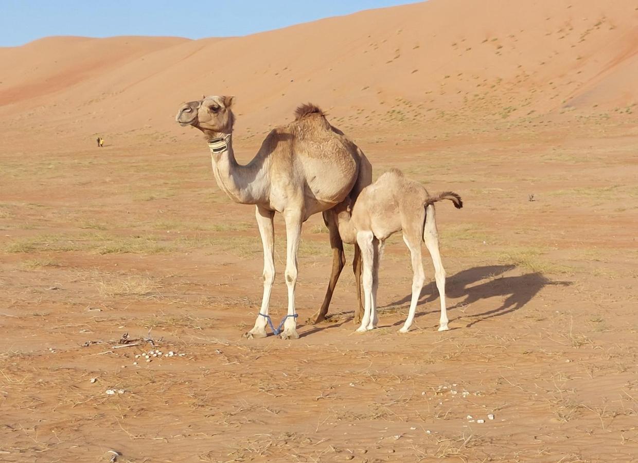 Delight Desert Camp Al Wāşil Exteriér fotografie